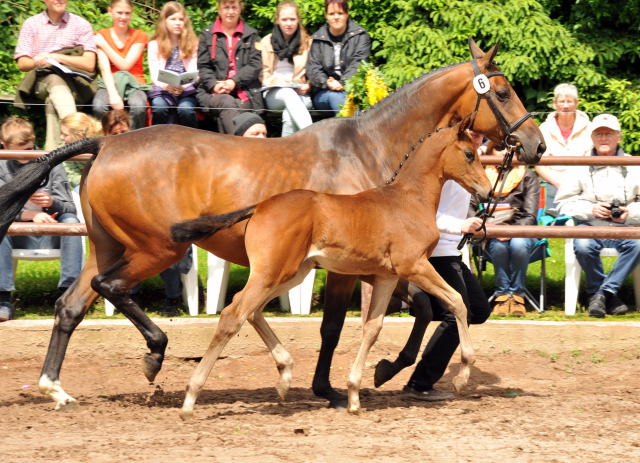 Trakehner Stutfohlen von Saint Cyr u.d. Kosma Shiva v. Herzruf, Foto: Beate Langels, Trakehner Gestt Hmelschenburg