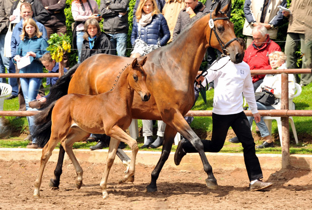 Trakehner Stutfohlen von Saint Cyr u.d. Kosma Shiva v. Herzruf, Foto: Beate Langels, Trakehner Gestt Hmelschenburg