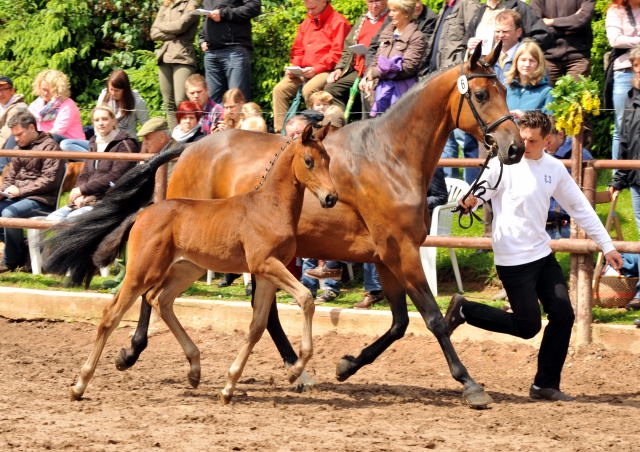 Trakehner Stutfohlen von Saint Cyr u.d. Kosma Shiva v. Herzruf, Foto: Beate Langels, Trakehner Gestt Hmelschenburg