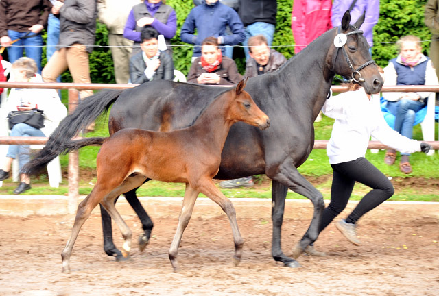 Trakehner Hengstfohlen von Grand Corazon u.d. Caprice - Foto: Beate Langels