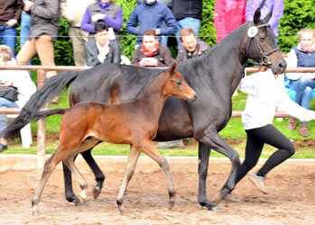 Hengstfohlen von Grand Corazn x Fontainbleau - Foto Beate Langels