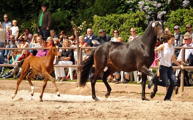 Hengstfohlen von High Motion u.d. Pr.u.StPrSt. Korma v. All Inclusive - Foto: Beate Langels