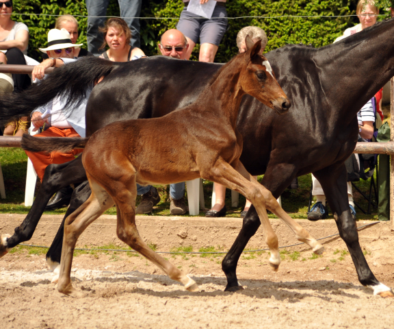 Hengstfohlen von High Motion x Checkpoint - Foto Beate Langels