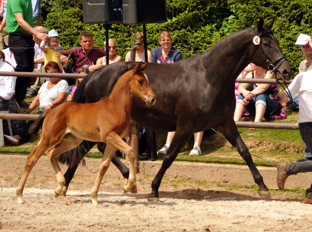 Stutfohlen von High Motion u.d. Salsa v. Kostolany - Foto: Beate Langels