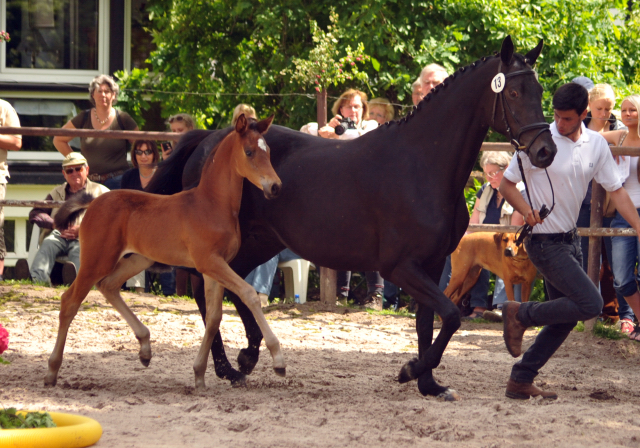 Hengstfohlen von High Motion u.d. Pr.St. Infantin v. Krokant - Foto: Beate Langels