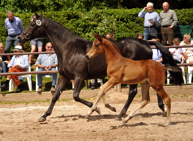 Hengstfohlen von High Motion u.d. Pr.St. Infantin v. Krokant - Foto: Beate Langels