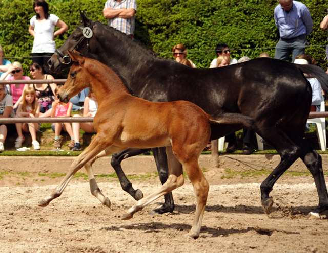 Hengstfohlen von High Motion u.d. Pr.St. Infantin v. Krokant - Foto: Beate Langels