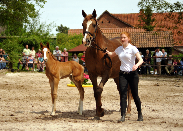 6 Tage alt: Trakehner Hengstfohlen von High Motion x Buddenbrock - Foto: Beate Langels