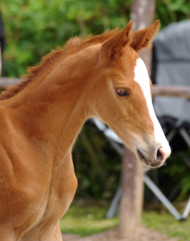 6 Tage alt: Trakehner Hengstfohlen von High Motion x Buddenbrock - Foto: Dorle Schans