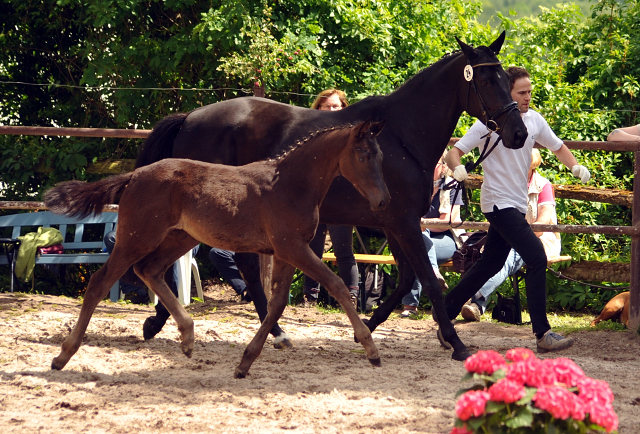 Stutfohlen von Millenium u.d. Orelie v. 
Hohenstein u.d. Elitestute Odessa v. Kostolany - Foto: Beate Langels Gestt Hmelschenburg