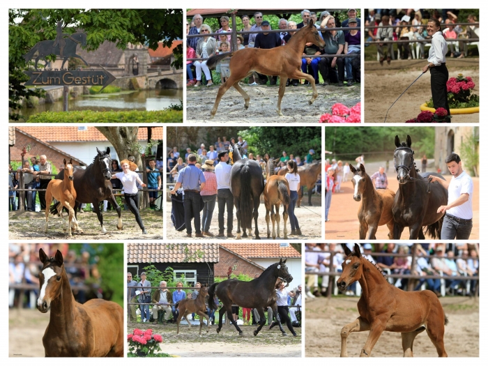 Trakehner Fohlenschau in Hmelschenburg 2016