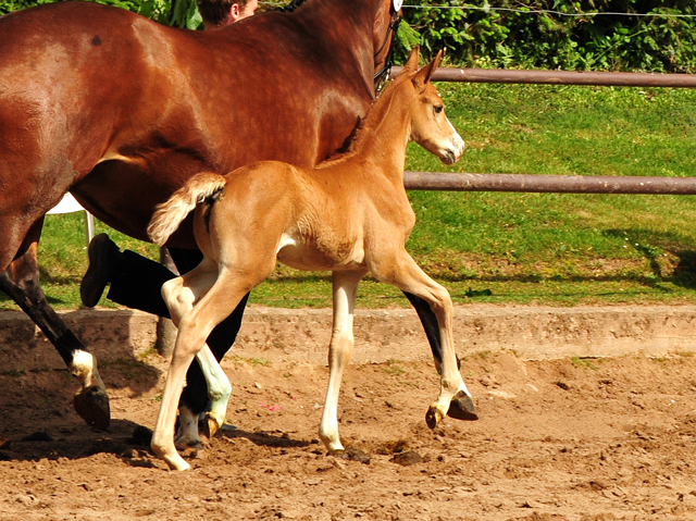 Trakehner Fuchs Hengst v. Zauberdeyk x Saint Cyr - Trakehner Gestüt Hämelschenburg - Foto: Beate Langels