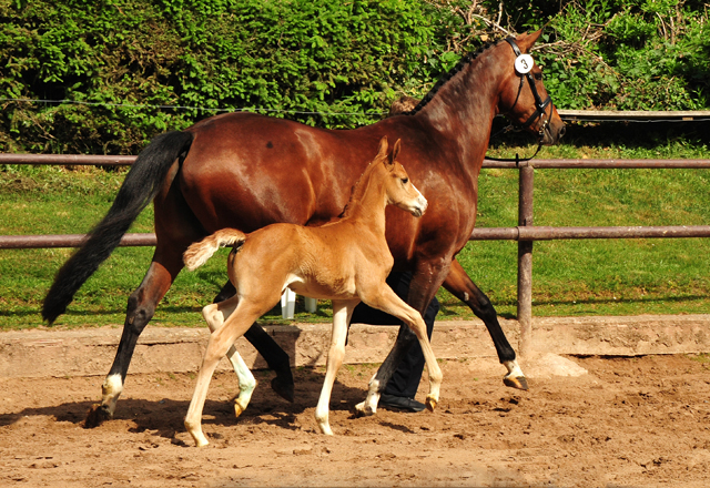 Trakehner Fuchs Hengst v. Zauberdeyk x Saint Cyr - Trakehner Gestüt H�melschenburg - Foto: Beate Langels