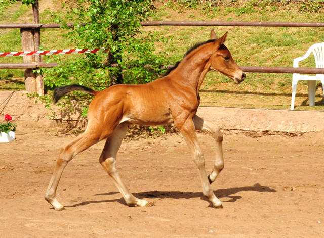 Hengstfohlen v. High Motion x Imperio - Trakehner Gestt Hmelschenburg - Foto: Beate Langels