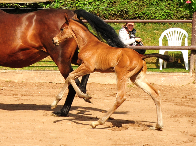 Hengstfohlen v. High Motion x Imperio - Trakehner Gestt Hmelschenburg - Foto: Beate Langels