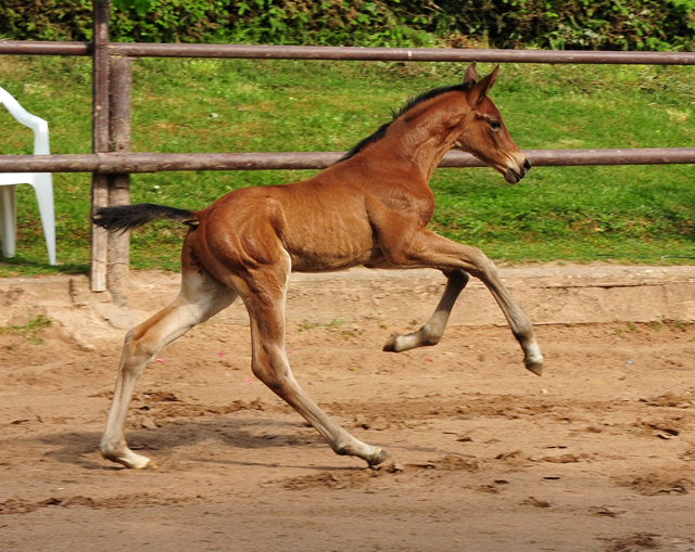 Hengstfohlen v. High Motion x Imperio - Trakehner Gestt Hmelschenburg - Foto: Beate Langels