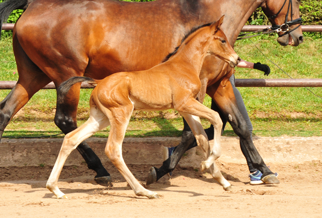 Hengstfohlen v. High Motion x Imperio - Trakehner Gestt Hmelschenburg - Foto: Beate Langels