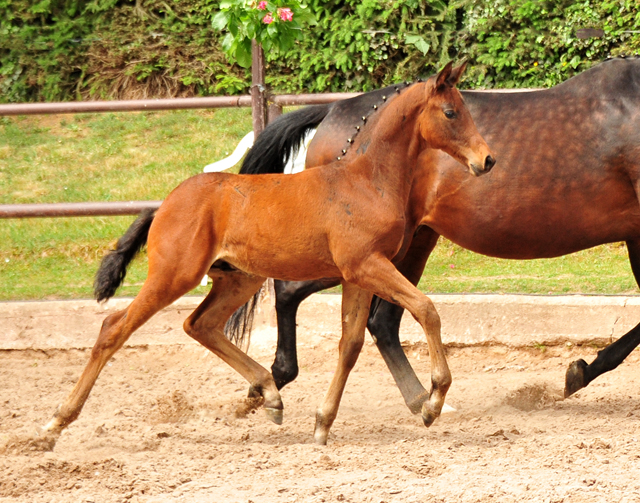 Hengstfohlen von Saint Cyr u.d.  Schiemanen v. Summertime u.d. Pr.u.StPrSt. Sareiken II v. Tycoon - Foto: Beate Langels