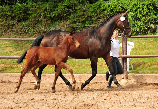 Hengstfohlen von Saint Cyr u.d.  Schiemanen v. Summertime u.d. Pr.u.StPrSt. Sareiken II v. Tycoon - Foto: Beate Langels