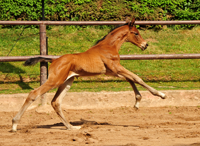 Hengstfohlen v. High Motion x Imperio - Trakehner Gestt Hmelschenburg - Foto: Beate Langels