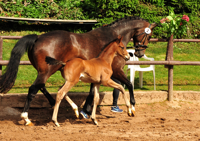 Tacyra mit Hengstfohlen von Zauberdeyk - Foto: Beate Langels