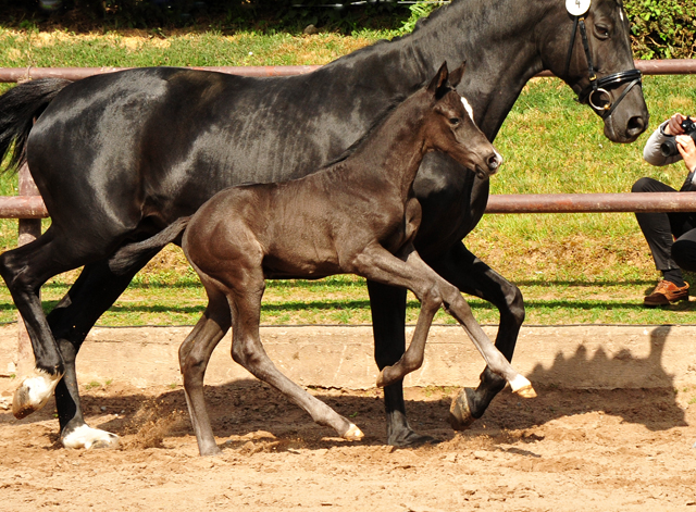 Trakehner Stutfohlen von Sir Sansibar u.d. Pr.u.StPrSt.Pr. Orvieta v. Hohenstein, Foto: Beate Langels