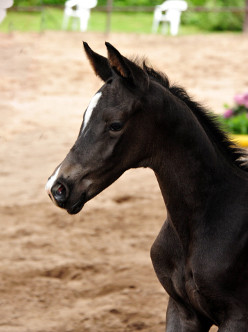 Trakehner Stutfohlen von Sir Sansibar u.d. Pr.u.StPrSt.Pr. Orvieta v. Hohenstein, Foto: Beate Langels