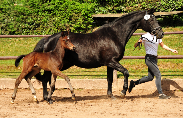 Trakehner Hengstfohlen von High Motion u.d. Pr.St. Hera v. Caprimond, Foto: Beate Langels
