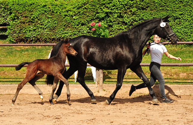 Trakehner Hengstfohlen von High Motion u.d. Pr.St. Hera v. Caprimond, Foto: Beate Langels