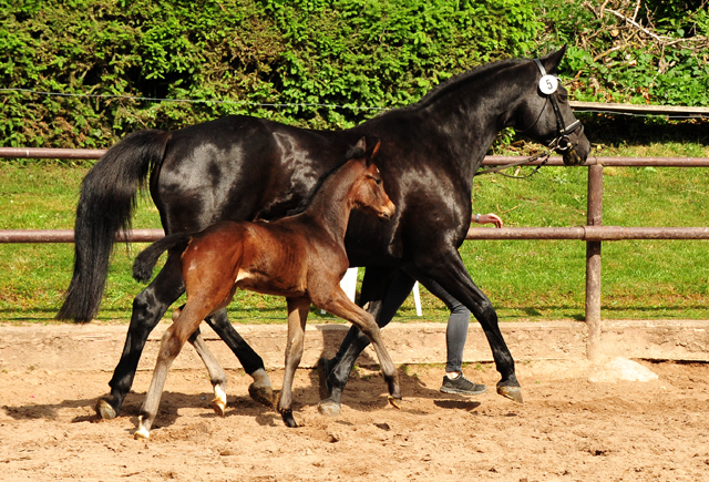 Trakehner Hengstfohlen von High Motion u.d. Pr.St. Hera v. Caprimond, Foto: Beate Langels