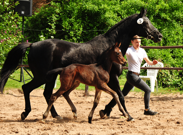 Trakehner Hengstfohlen von High Motion u.d. Pr.St. Hera v. Caprimond, Foto: Beate Langels