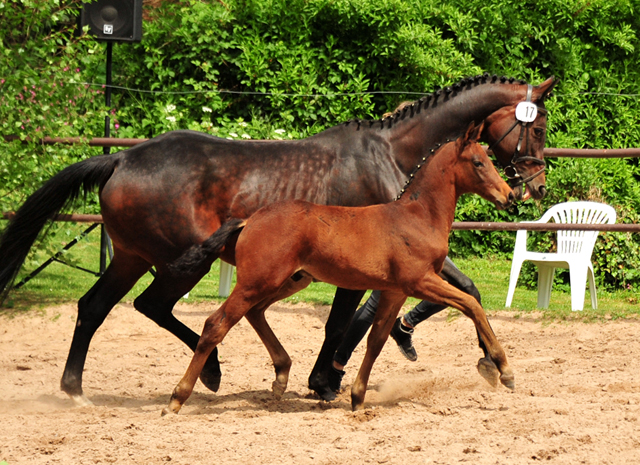 Hengstfohlen von Saint Cyr u.d.  Schiemanen v. Summertime u.d. Pr.u.StPrSt. Sareiken II v. Tycoon - Foto: Beate Langels