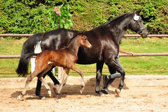 Trakehner Hengstfohlen von High Motion u.d. Pr.St. Hera v. Caprimond, Foto: Beate Langels