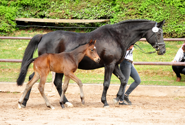 Trakehner Hengstfohlen von High Motion u.d. Pr.St. Hera v. Caprimond, Foto: Beate Langels