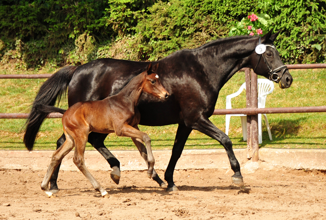 Trakehner Hengstfohlen von High Motion u.d. Pr.St. Hera v. Caprimond, Foto: Beate Langels