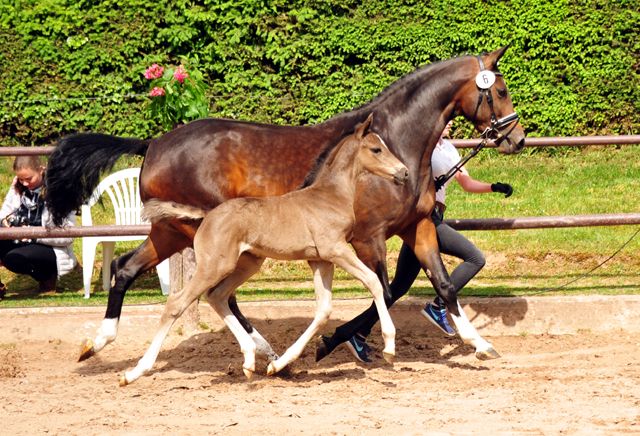 Trakehner Stutfohlen von Zauberdeyk u.d. Pr.St. Gabbana v. High Motion - Alter Fritz  - Gestt Hmelschenburg - Beate Langels