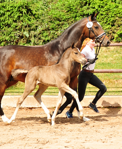 Trakehner Stutfohlen von Zauberdeyk u.d. Pr.St. Gabbana v. High Motion - Alter Fritz  - Gestt Hmelschenburg - Beate Langels