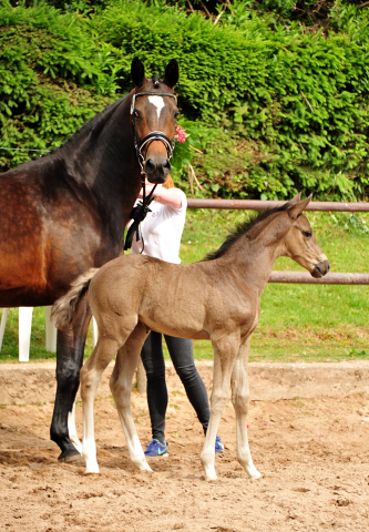 Trakehner Stutfohlen von Zauberdeyk u.d. Pr.A. Gabbana v. High Motion - Alter Fritz  - Gestt Hmelschenburg - Beate Langels