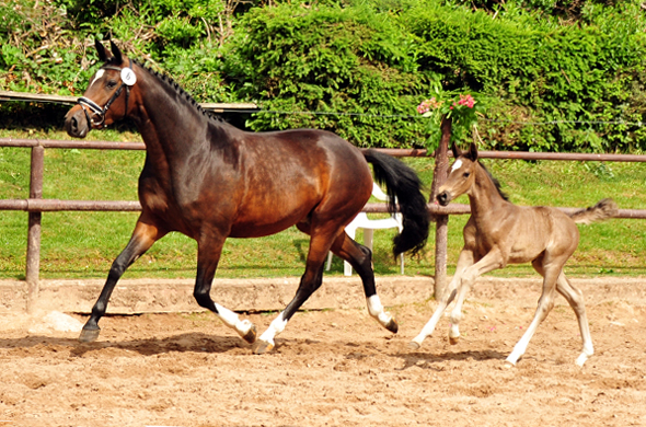 Trakehner Stutfohlen von Zauberdeyk u.d. Pr.St. Gabbana v. High Motion - Alter Fritz  - Gestt Hmelschenburg - Beate Langels