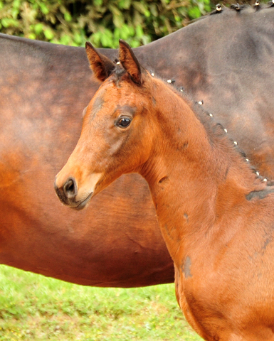 Hengstfohlen von Saint Cyr u.d.  Schiemanen v. Summertime u.d. Pr.u.StPrSt. Sareiken II v. Tycoon - Foto: Beate Langels