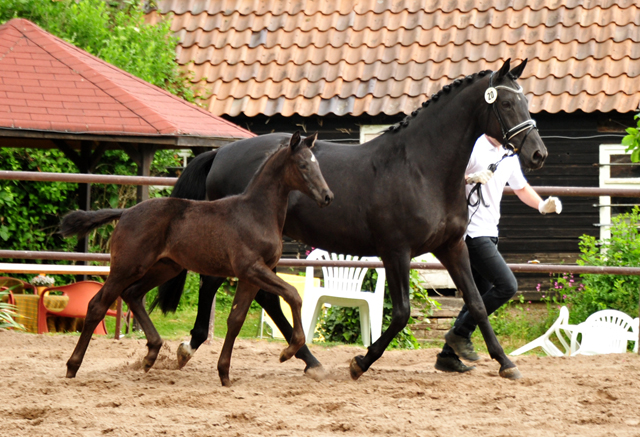 Trakehner Hengstfohlen von Helium u.d. Orelie v. Hohenstein, Foto: Beate Langels