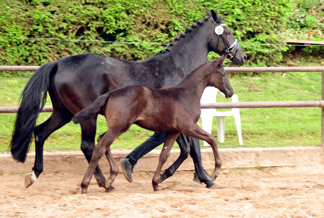 Trakehner Hengstfohlen von Helium u.d. Orelie v. Hohenstein, Foto: Beate Langels