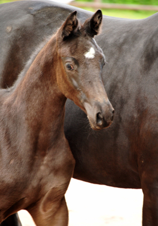 Trakehner Hengstfohlen von Helium u.d. Orelie v. Hohenstein, Foto: Beate Langels