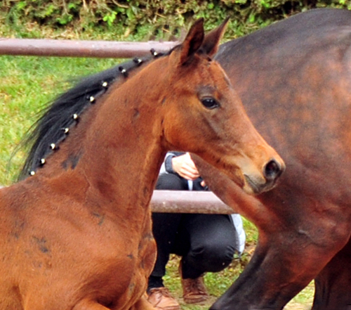 Hengstfohlen von Saint Cyr u.d. Schiemanen v. Summertime u.d. Pr.u.StPrSt. Sareiken v. Tycoon - Foto: Beate Langels