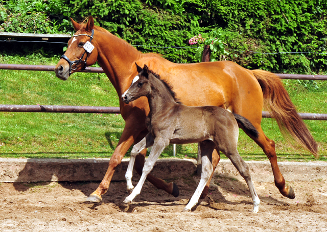 Trakehner Stutfohlen von High Motion u.d. Klara v. Tanzmeister, Foto: Beate Langels