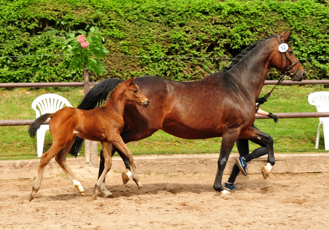 Trakehner Stutfohlen v. High Motion u.d. Traumtnzerin v. Freudenfest x Fontainbleau - 
Foto: Beate Langels