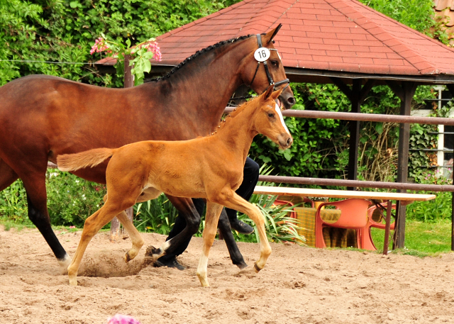 Stutfohlen von High Motion u.d. Pr.St. Karida v. Oliver Twist - Foto: Beate Langels - Trakehner Gestt Hmelschenburg