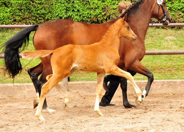 Stutfohlen von High Motion u.d. Pr.St. Karida v. Oliver Twist - Foto: Beate Langels - Trakehner Gestt Hmelschenburg