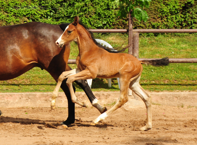 Tacyra mit Hengstfohlen von Zauberdeyk - Foto: Beate Langels