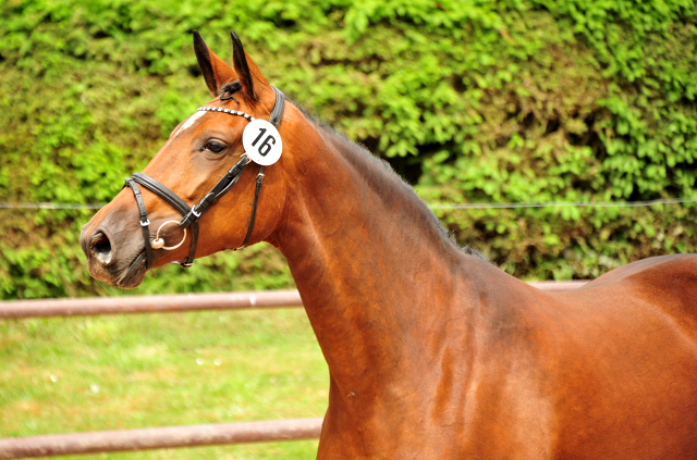 Stutfohlen von High Motion u.d. Pr.St. Karida v. Oliver Twist - Foto: Beate Langels - Trakehner Gestt Hmelschenburg